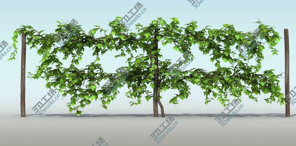 images/goods_img/20210312/Vineyard Pack/3.jpg